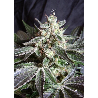 Sweet Seeds Black Jack 5 Seed