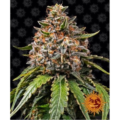 Barney's Farm White Widow XXL 5 ks