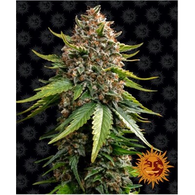 Barney's Farm White Widow XXL Auto 3 Seed