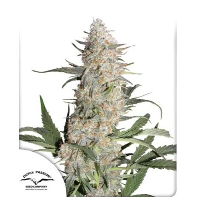 Dutch Passion Critical Orange Punch 5 db