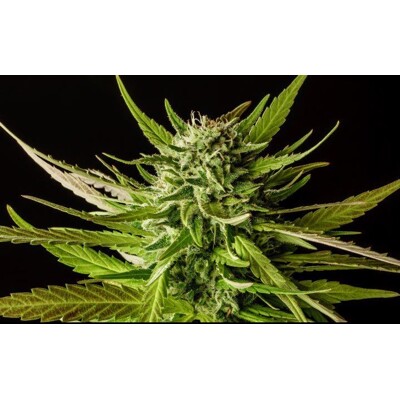Kannabia Dos Si Dos 5 Seed + 2 Free