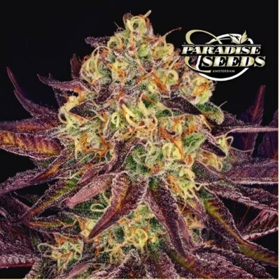Paradise Seeds Tangerine Sorbet 3 ks