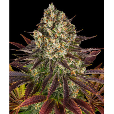 Barney's Farm Biscotti 3 Seed