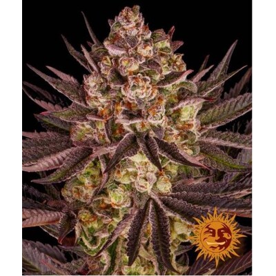 Barney's Farm Biscotti Mintz 3 Seed