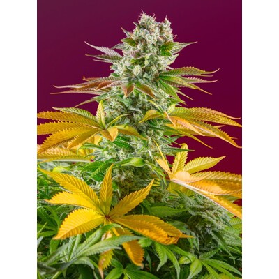 Sweet Seeds Gorilla Girl F1 Fast Version 5 Seed