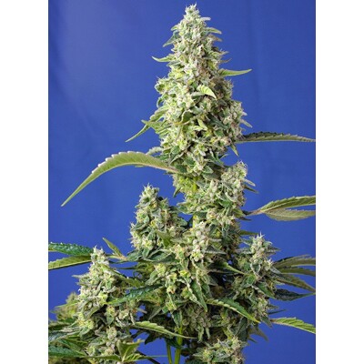 Sweet Seeds Gorilla Girl XL Auto 5 Seed