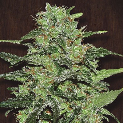 Ace Seeds Malawi 3 Seeds