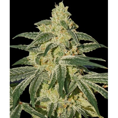 Barney's Farm Afghan Hash Plant Regular 10 Seeds