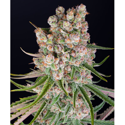 Barney's Farm GMO Auto 3 Seeds