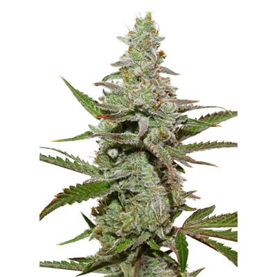 Dutch Passion Seed Company Amsterdam Amnesia 10 db