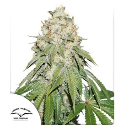 Dutch Passion Seed Company Auto Banana Blaze 7 db