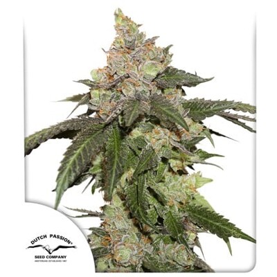 Dutch Passion Seed Company Kerosene Krash 5 db