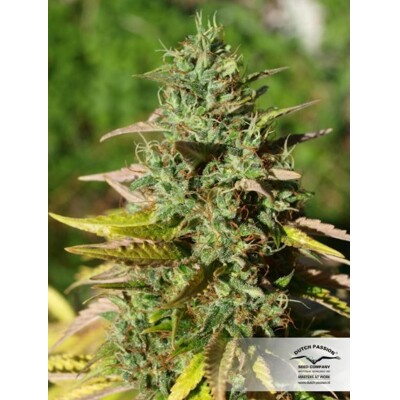 Dutch Passion Seed Company Mazar Regular 10 db