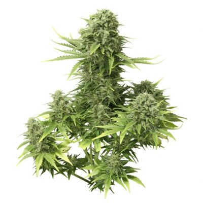 Dutch Passion Seed Company StarRyder 7 db