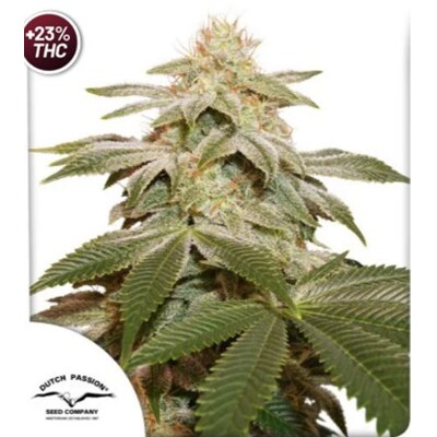 Dutch Passion Seed Company Sugar Bomb Punch 5 db