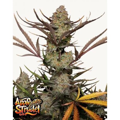 FastBuds Apple Strudel Auto 1 sk
