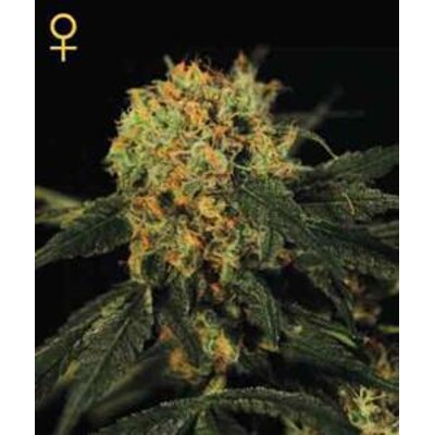 Green House Seed Co. A.M.S. 5 db