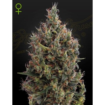 Green House Seed Co. Big Bang Auto 10 db