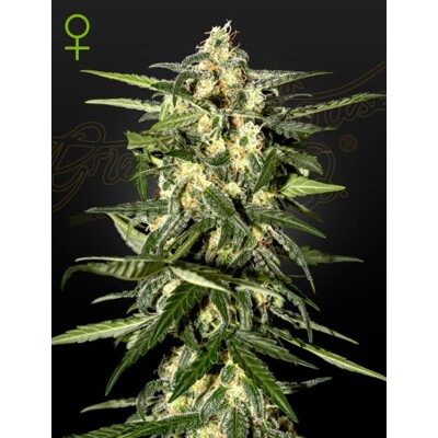 Green House Seed Co. Jack Herer Auto 10 db