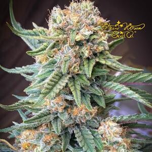 Green House Seed Co. Lemon Skunk 5 db