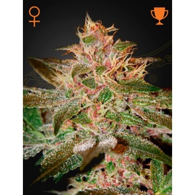 Green House Seed Co. Pure Kush 5 db