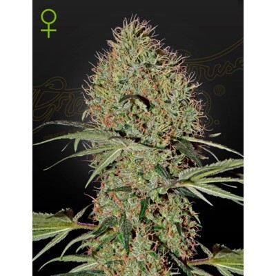 Green House Seed Co. Super Bud Auto 5 db