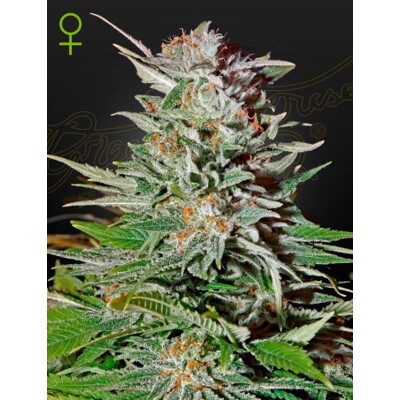 Green House Seed Co. Super Lemon Haze Auto 5 db