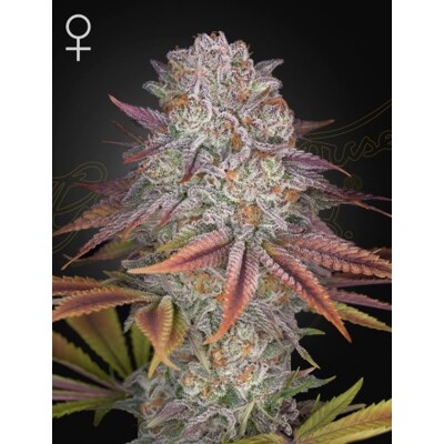 Green House Seeds Pulp Friction 10 db