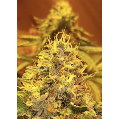 Mr Nice Early Skunk Regular 18 db