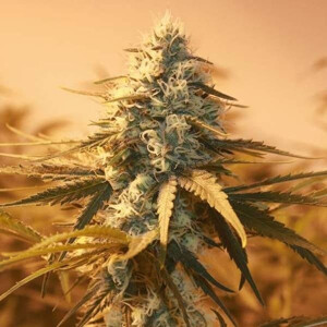 Nirvana AK48 10 ks
