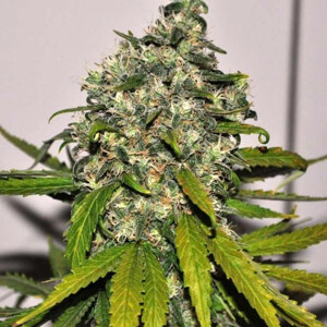 Nirvana AK48 Auto 5 ks