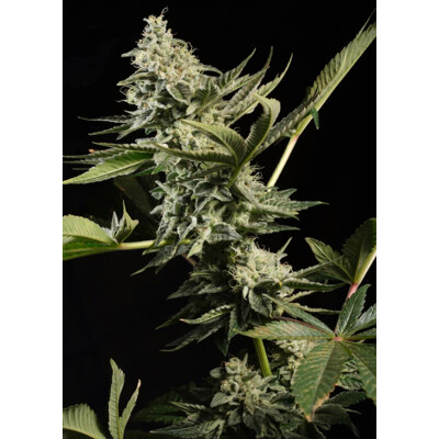 Paradise Seeds Glowstarz 3 Seeds