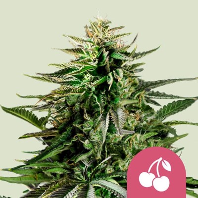 Royal Queen Seeds Cherry Pie 5 db