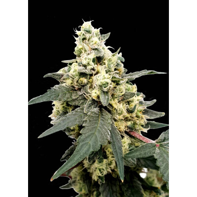 Paradise Seeds Lemonade Auto 3 seeds