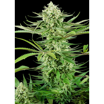Sensi Seeds Cashew Kush 5 ks