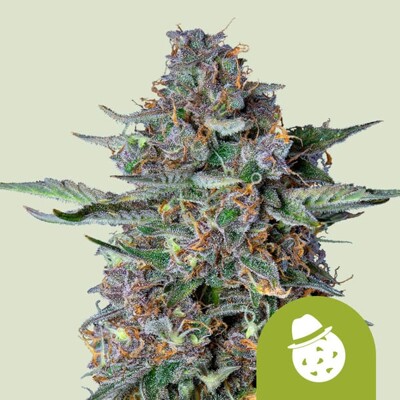 Royal Queen Seeds Dosidos Auto 10 Seeds