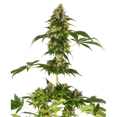 Sensi Seeds Cobalt Haze 10 ks