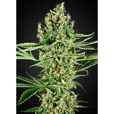 Sensi Seeds Critical Runtz 3 ks