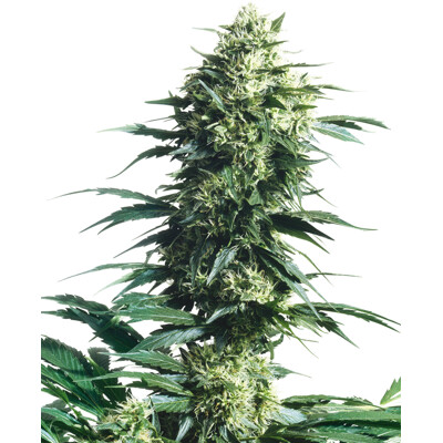 Sensi Seeds Mothers finest regular 10 ks