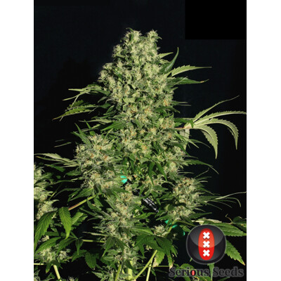 Serious Seeds Chronic Regular 11 ks
