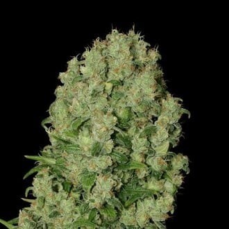 Serious seeds White russian F 6 ks