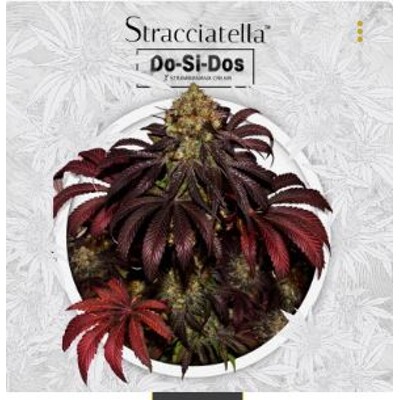 TH Seeds Stracciatella 5 ks