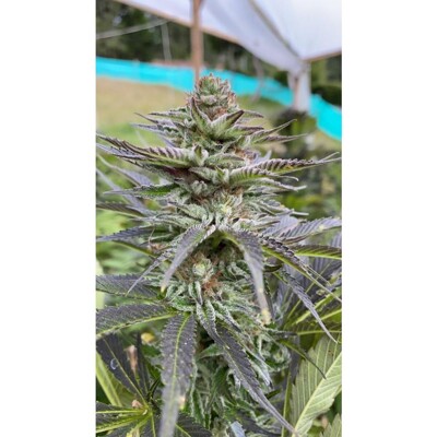 The Cali Connection Girl Scout Cookies 6 ks