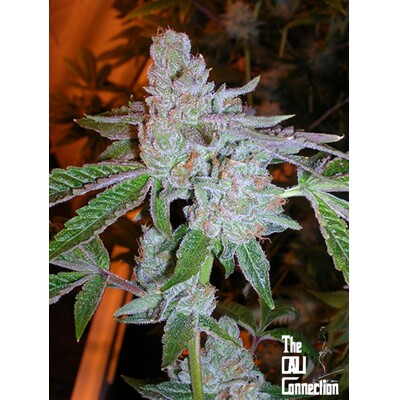 The Cali Connection Tahoe OG Kush 6 ks