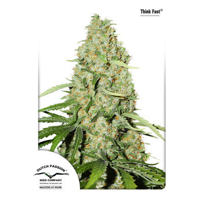 Dutch Passion Seed Company Think Fast® 100 pcs