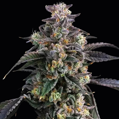 Barney's Farm Super Boof 3 pcs