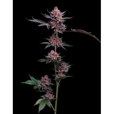 Barney's Farm Cherry Poppers 3 pcs