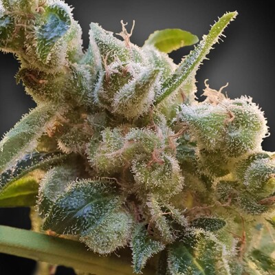 Paradise Seeds CBDrelax 5 pcs