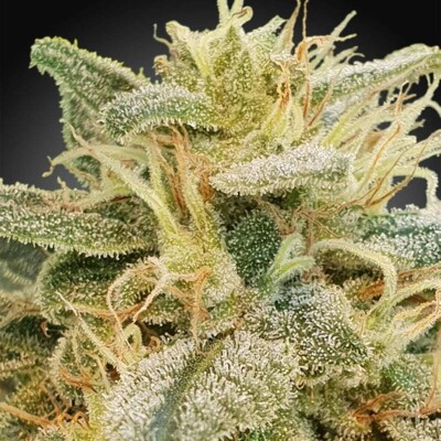 Paradise Seeds CBDrelief 5 pcs