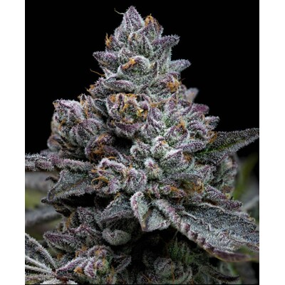 Barney's Farm Apple Fritter  10 pcs